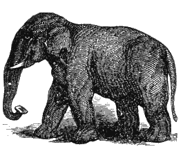 Tierbild Elefant