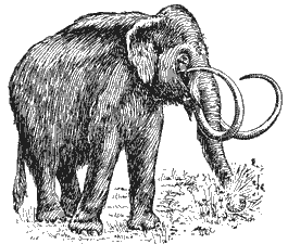 Tierbild Mammut