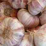 Knoblauch