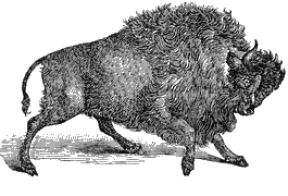 Tierbild Bison