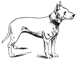 Bullterrier