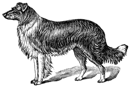 Collie